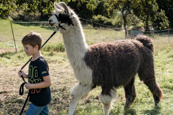 Ein unvergesslicher Kindergeburtstag mit Lamas: Führen der Lamas auf der Weide