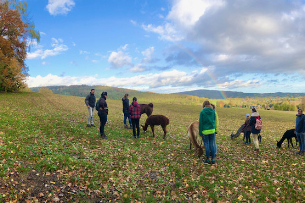 Verweilen und Wissenswertes über Alpakas erfahren