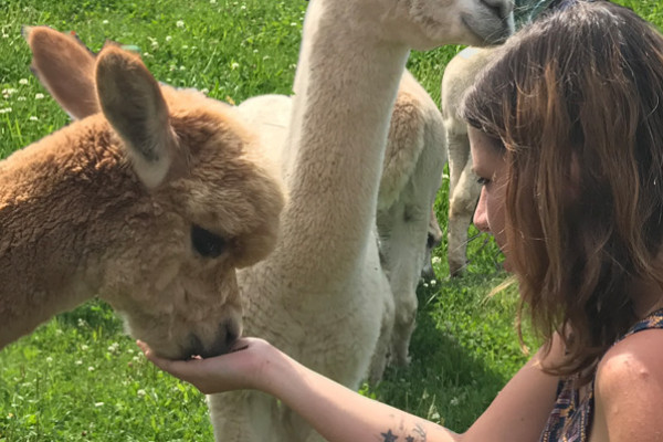 Alpakas hautnah begegnen