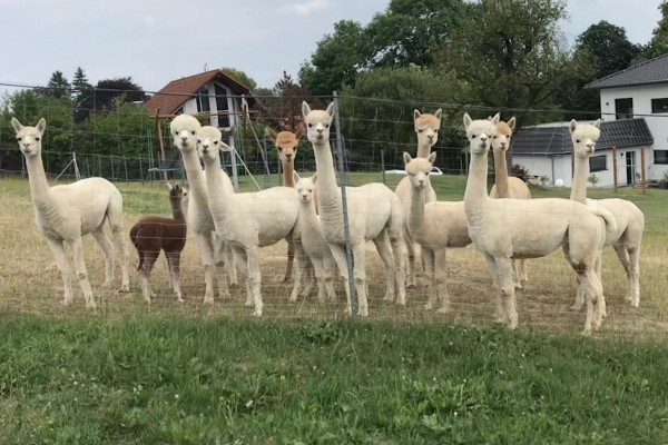 Unsere Alpakas kennenlernen