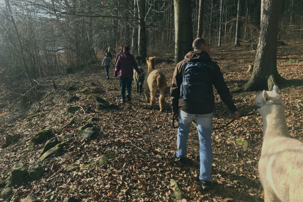 Manchmal auch durch den Wald.