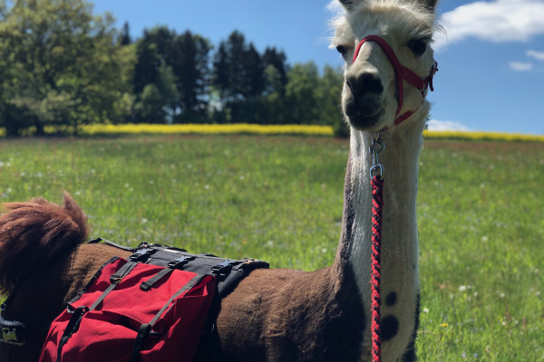 Unser Lama Lesharo trägt gerne einen Teil unserer Verpflegung...