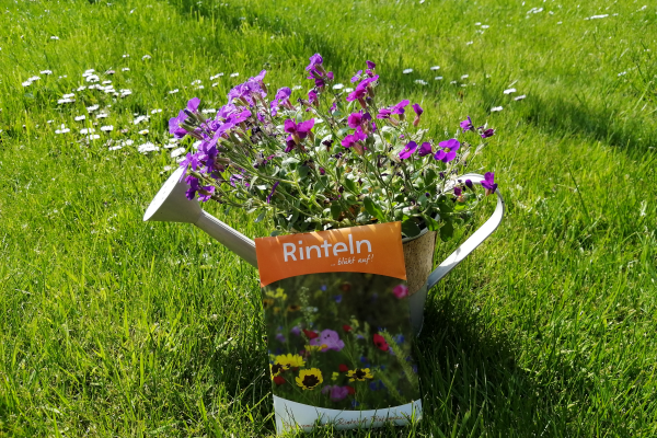 Blumenmischung Rinteln