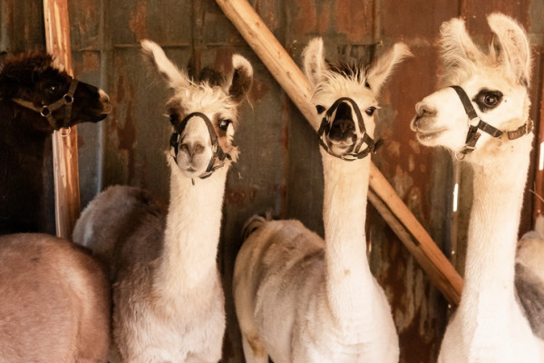 Wir erfahren viel über die Haltung und Pflege der Lamas