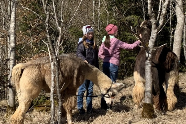 Wir lernen den achtsamen Umgang mit den friedlichen Lamas