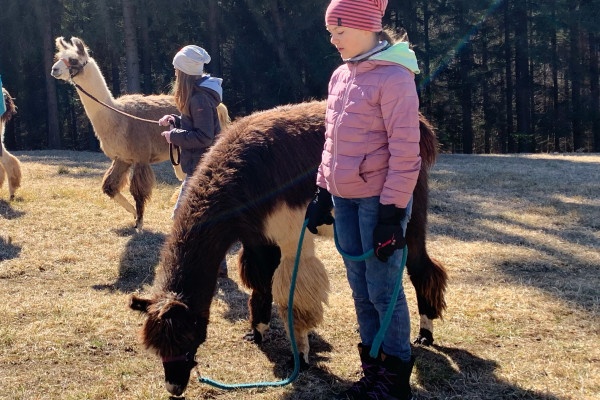 Lama-Wanderung im Herbst