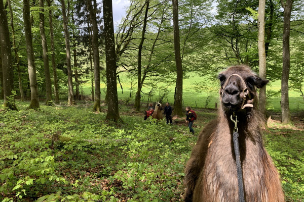 Lama-Wanderung in den Buchenwäldern der Schönecker Schweiz