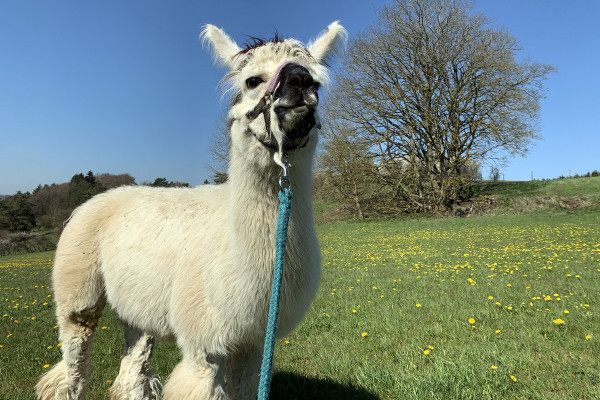 Lamas: Stets neugierig und freundlich!