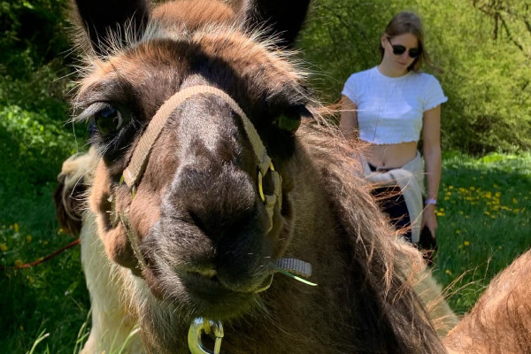 Lama-Wanderung mit Snickers von den eifelnomaden