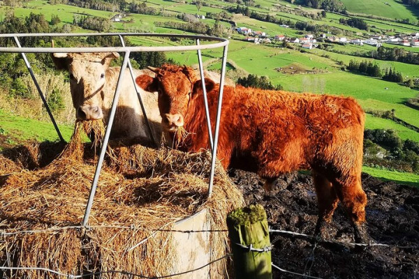 Landwirtschaft