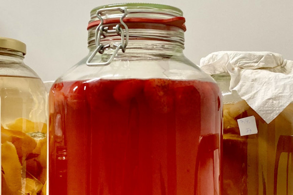 Kombucha 