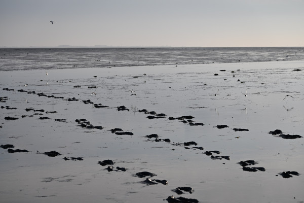 Einmal quer durchs Watt