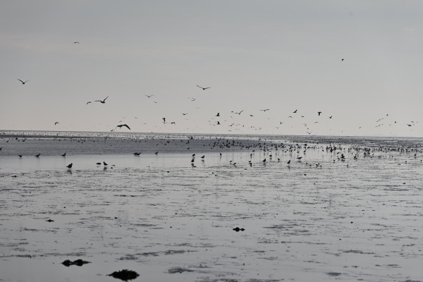 Zwischen Neßmersiel und Baltrum