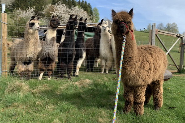 Alpaka Tutun wird von den großen Lamas begrüßt