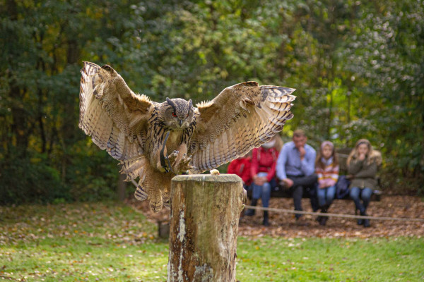 Von März bis Oktober tägliche Flugschauen um 12 und 15 Uhr.