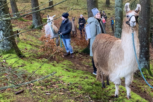 Junggesellinnenabschied mit Lamas: Auch im Winter ein tolles Erlebnis