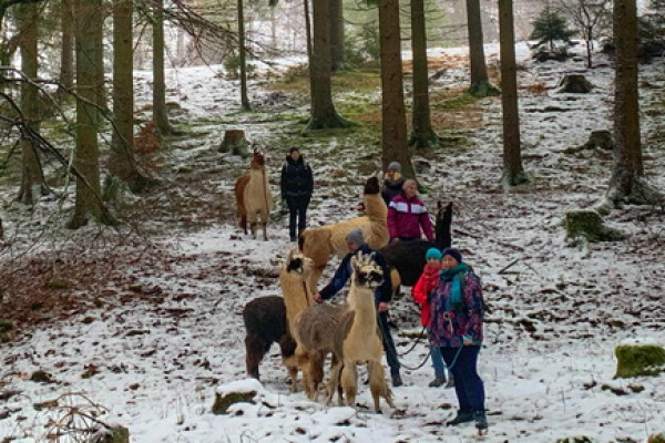 Lamawanderung im Winterwald