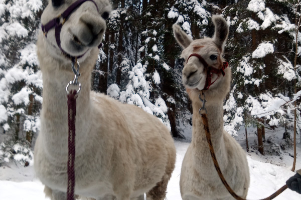 Die Lamas verstehen Spaß