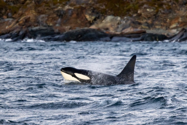 Orca beim Jagen