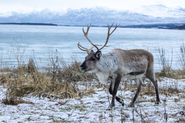 Rentier in der Wildnis