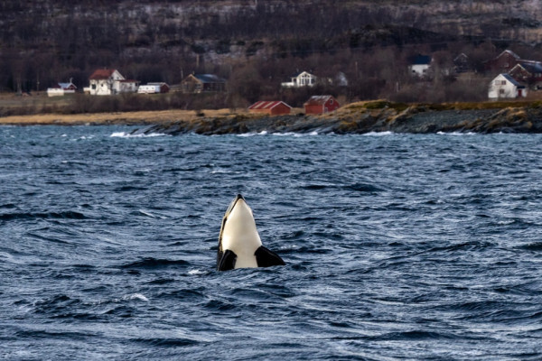 Spy Hoping Orca