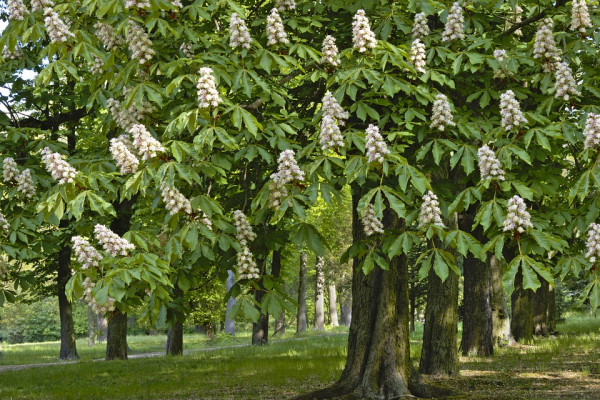 Die Hauptallee mit Kastanienbäumen.