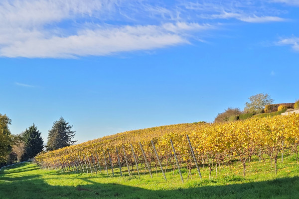 Mainz Weinwanderung Weinprobe Weintasting