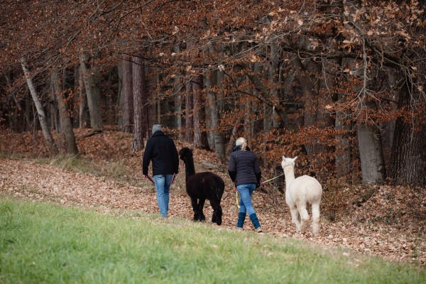 Pärchen spaziert mit 2 Alpakas am Waldrand