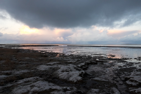 Stimmungsbild Salzwiese Dornumersiel