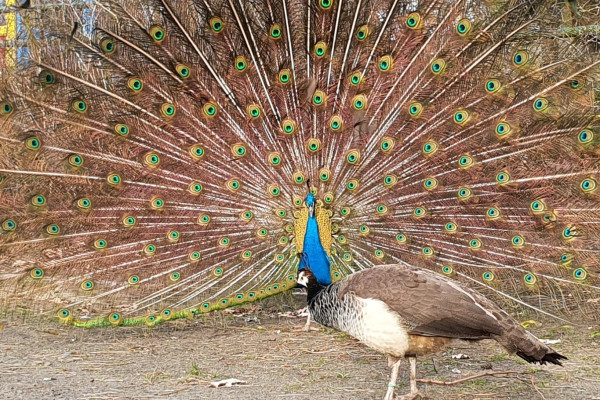 Pfau