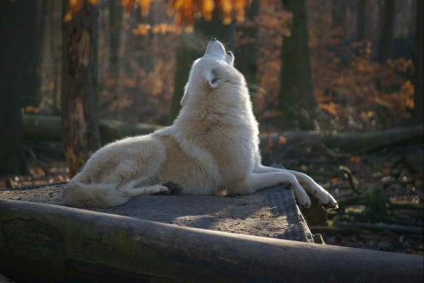 Polarwolf