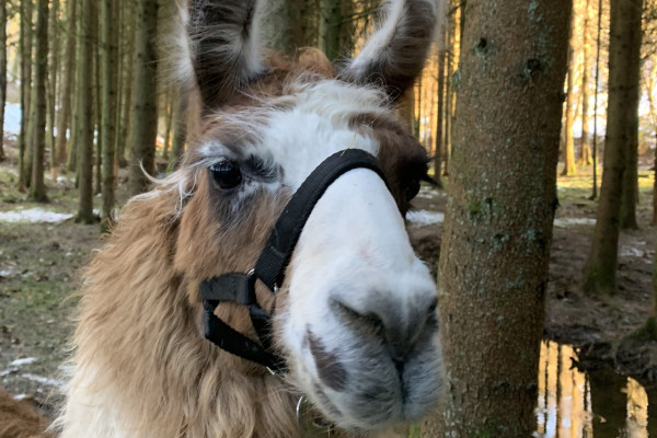 Lama Amur hat ein dickes Winterfell und fühlt sich wohl im Schnee