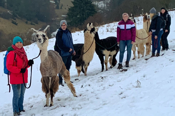 Kleine Pause bei der Lamawanderung im Winter