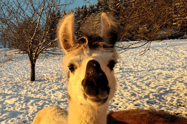 Lama Yuri freut sich darauf, mit Euch wandern zu gehen!