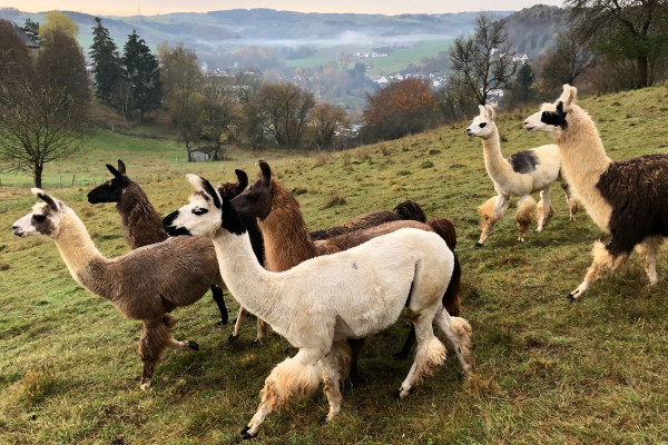 Lama-Patenschaft