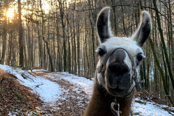 Egon (aus dem Tierschutz zu uns gekommen)