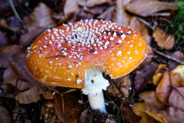 Pilze im Teinachtal