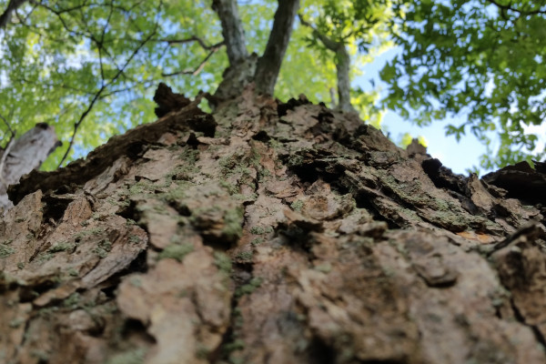 Der Wald (Bild: Pixabay, ccby Naturpark Habichtswald)