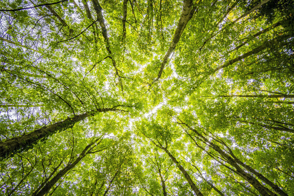 Der Wald (Bild: Pixabay, ccby Naturpark Habichtswald)