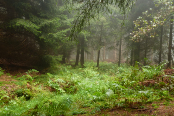 Der Wald als Quelle (Bild: Annika Ludolph, ccby Naturpark Habichtswald)
