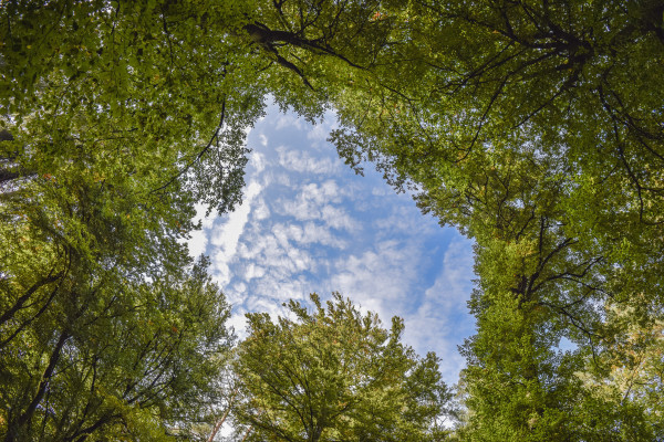 Baumkronen (Bild: Pixabay, ccby Naturpark Habichtswald)