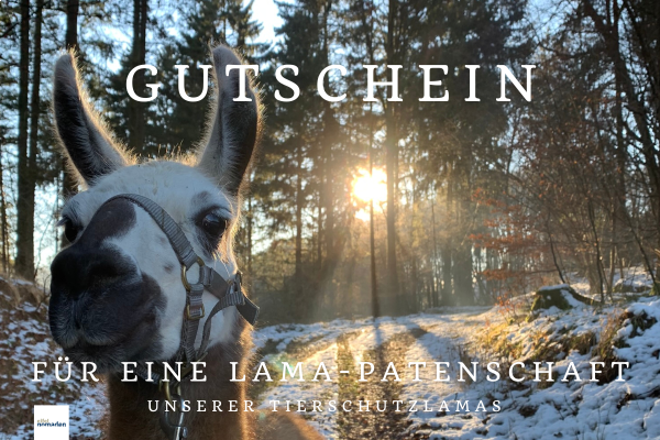 Gutschein Patenschaft Lama aus dem Tierschutz