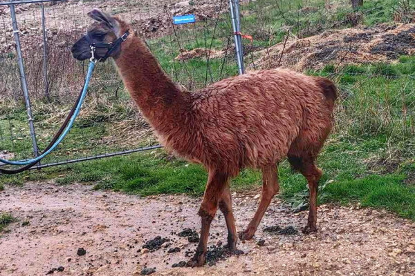 Nalo (im April 2024 aus schlechter Haltung zu uns gekommen)
