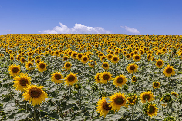Sonnenblumenfeldgr so weit das Auge reicht