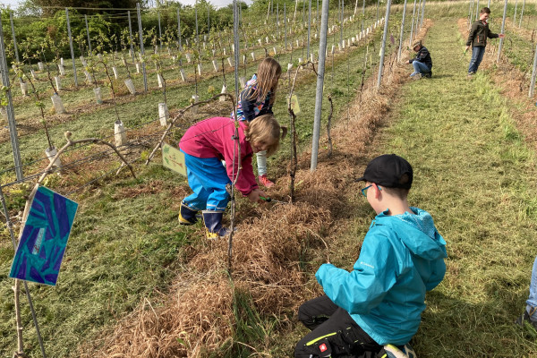 Kinderwingert Bodenarbeiten
