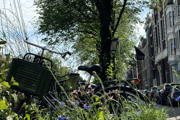 HERZBLUT AMSTERDAM-Stadtführungen mit Herz & Seele! Fahrradtour Amsterdam Noord/ Deiche/ NDSM Kulturwerft/ Schwimmende Villen/ park/ Anne Frank/ Streetart/ Park/ Industriedenkmal NDSM/ Straat Museum/ Deichhäuser/Architektur/ Wasser