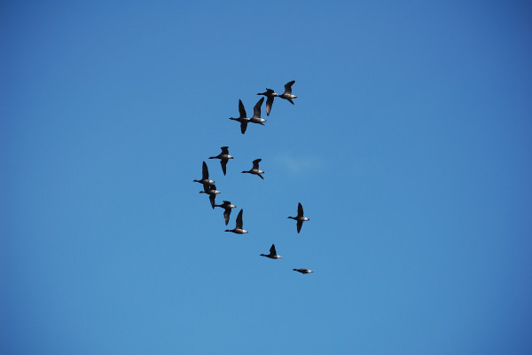 Frühlingsgäste: Ringelgänse über Dornumersiel (Bild S.Baehler)