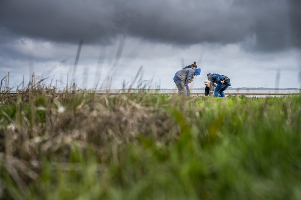 Aus braun wird grün. Die Salzwiese im Frühling (Bild: L.Wehrmann)