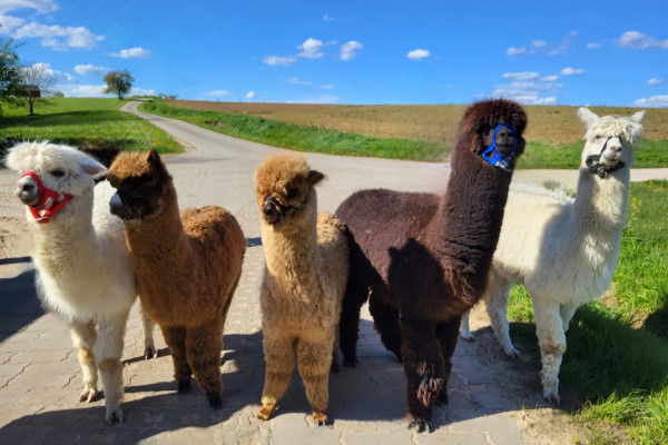 Eure Wanderbegleiter Aloisius, Gustl, Bubi, Xaver & Constantin