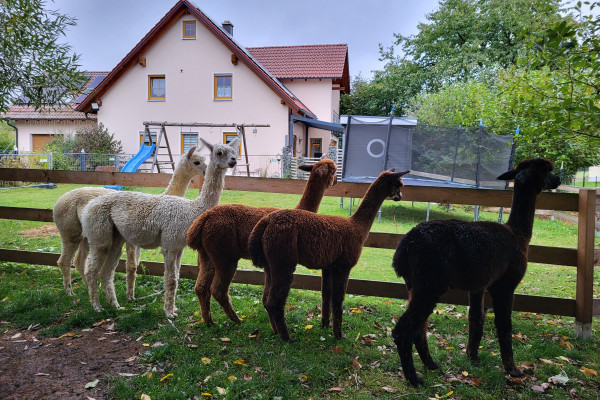 Eure Wanderbegleiter Aloisius, Gustl, Bubi, Xaver & Constantin